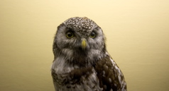 AMNH - Owl